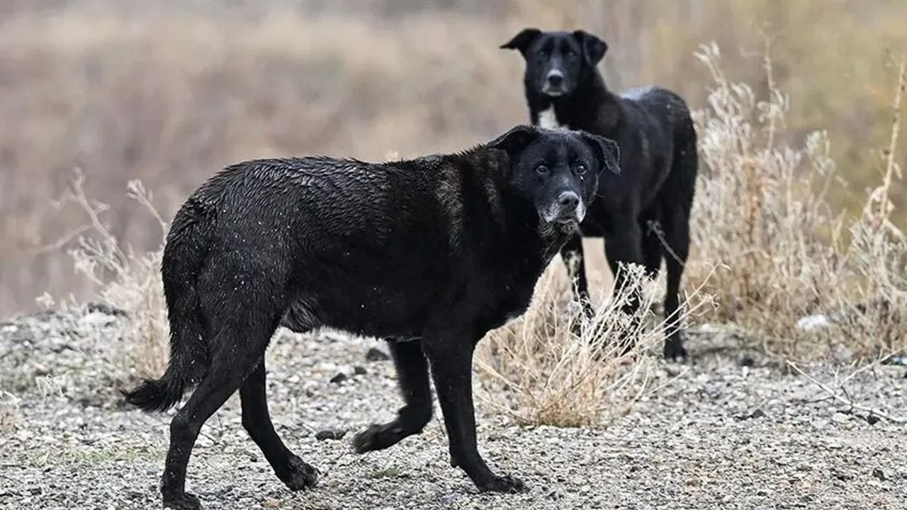 Ankara'da 52 bin sokak hayvanı toplandı! Vali Canbolat'tan gece yarısı açıklama