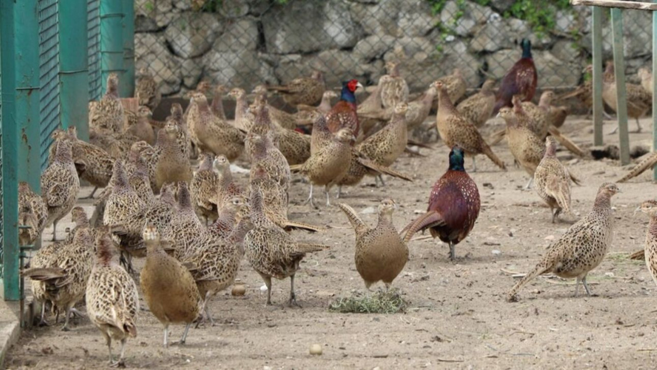 Bakan Yumaklı açıkladı! Kene ve kahverengi kokarca ile mücadele için 51 Bin kanatlı doğaya salınıyor