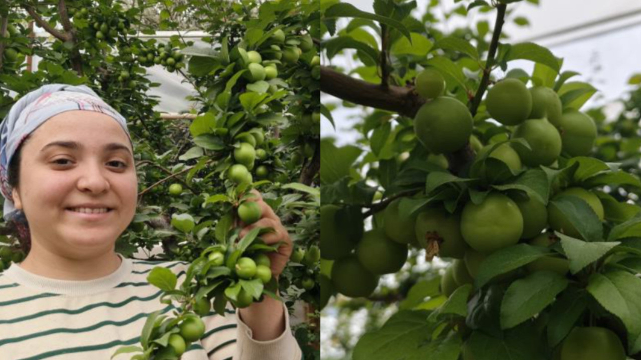 Mersin Silifke'de açık alan erik hasadı başladı: Fiyatlar 200 liraya geriledi